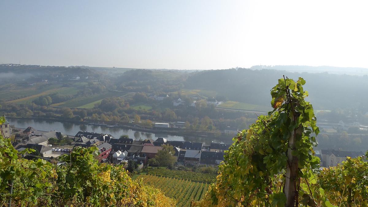 Luxembourg Moselle vineyards river